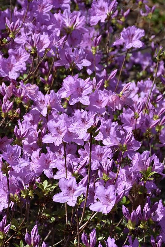 Azalea Poukhanense 'compacta' - View 5 from www redcrocus com