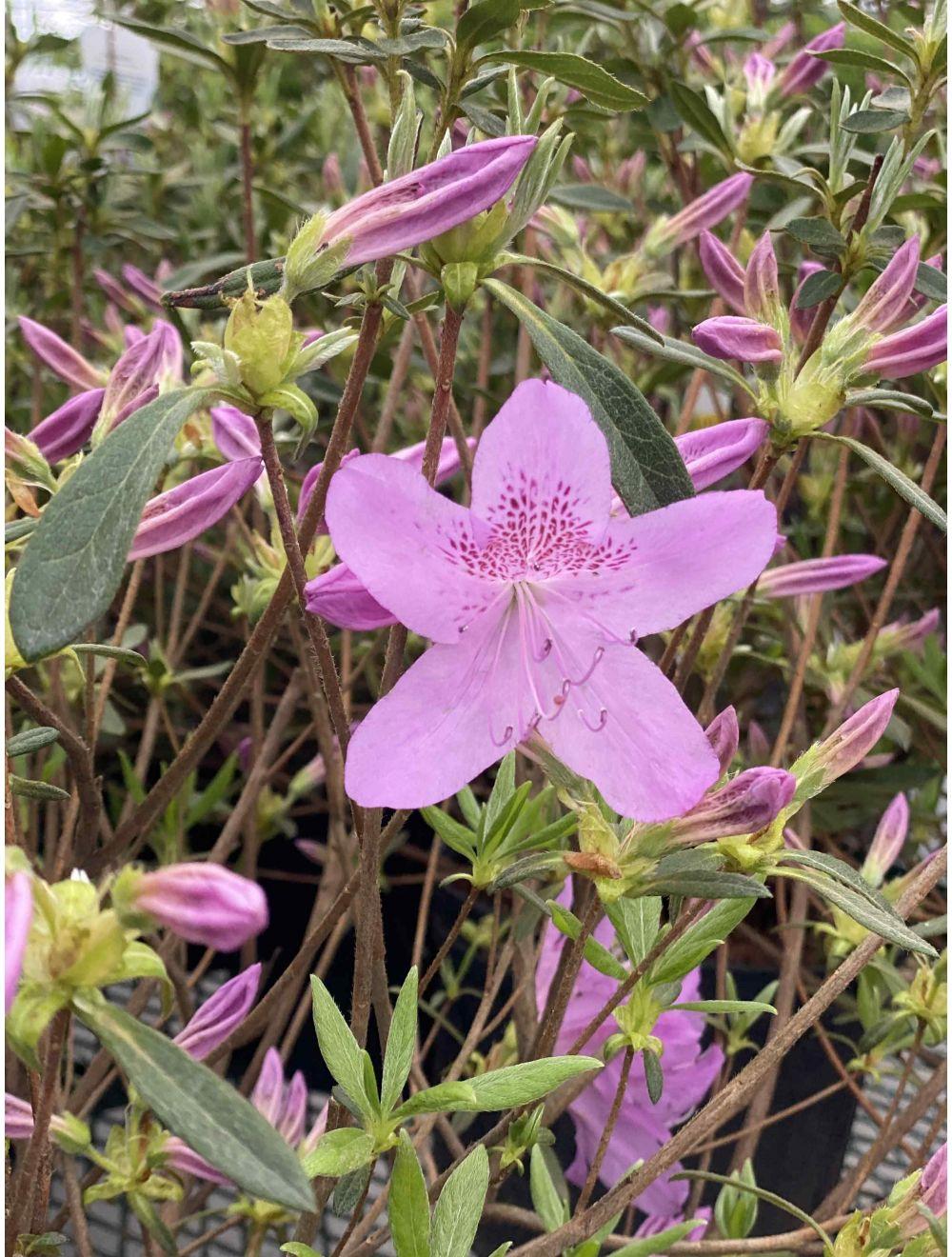 Azalea Poukhanense 'compacta' - View 6 from www redcrocus com