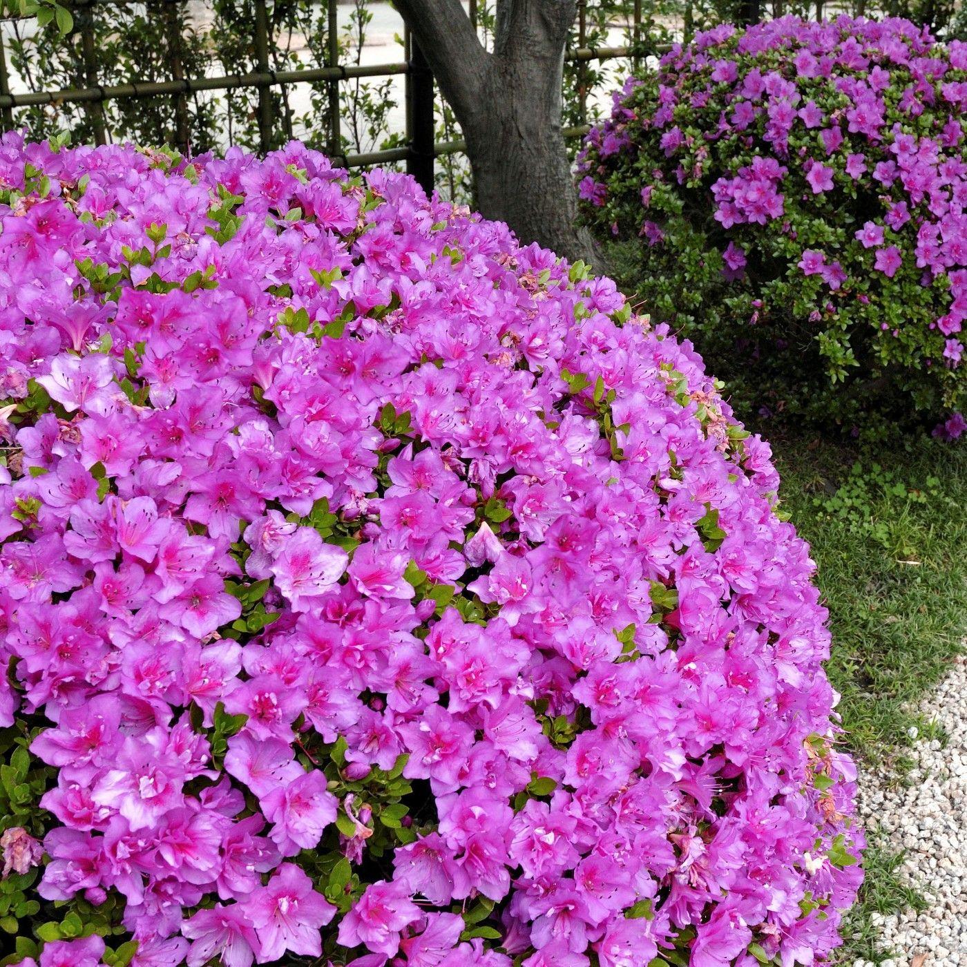Azalea Poukhanense 'compacta' - View 8 from www redcrocus com