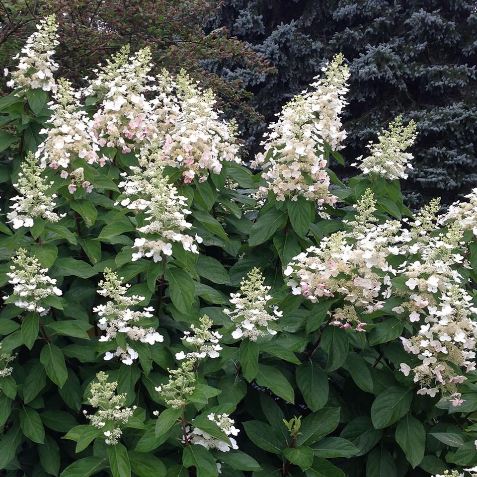 Hydrangea Paniculata Vanilla Strawberry - View 10 from www redcrocus com