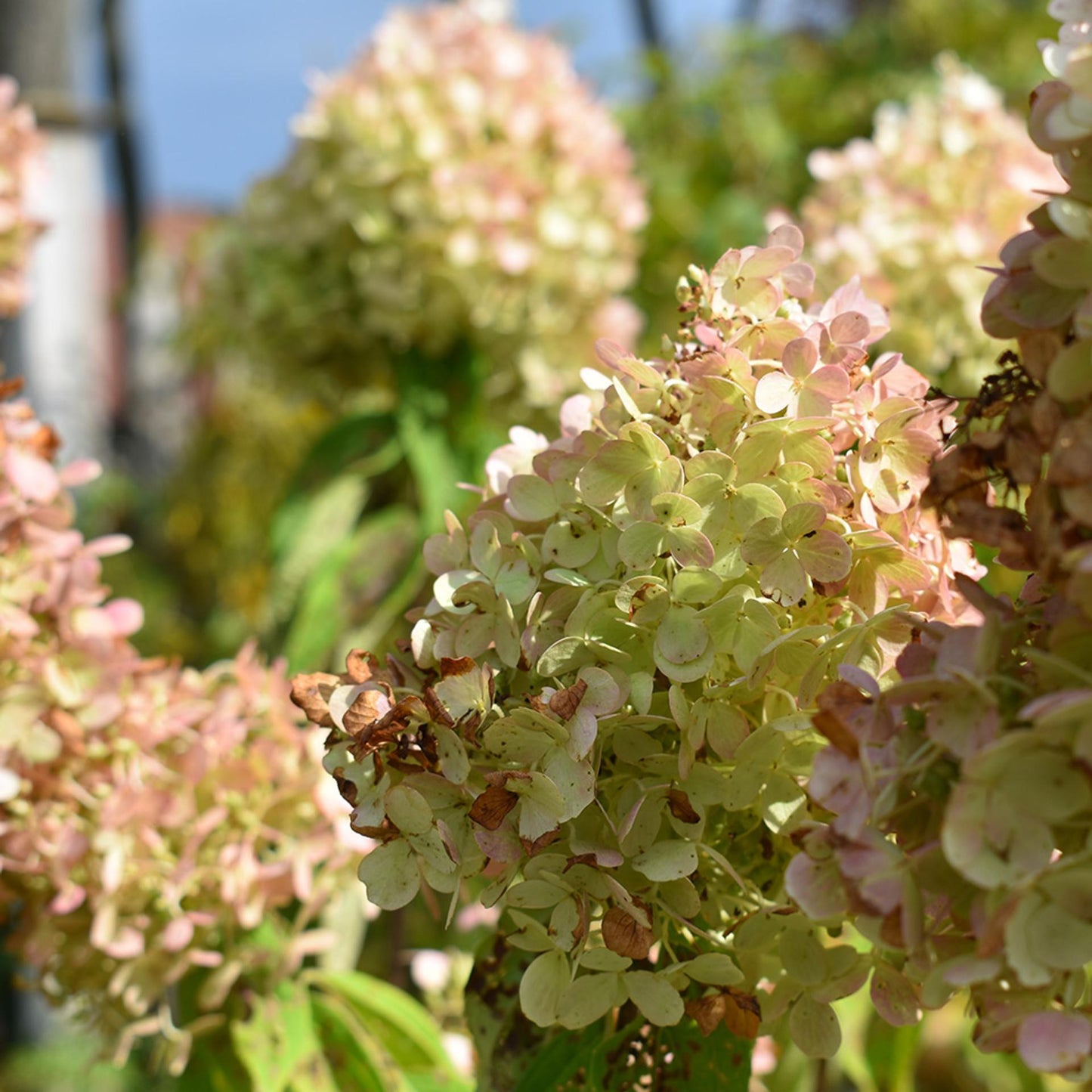Hydrangea Paniculata Vanilla Strawberry - View 11 from www redcrocus com