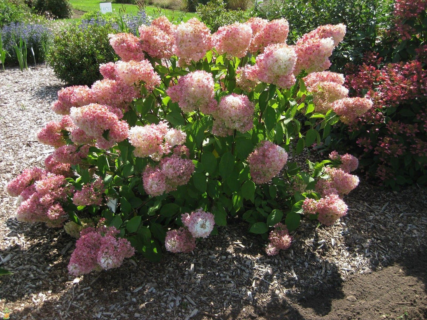 Hydrangea Paniculata Vanilla Strawberry - View 12 from www redcrocus com