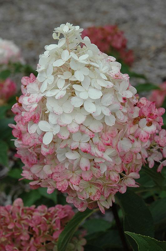 Hydrangea Paniculata Vanilla Strawberry - View 13 from www redcrocus com