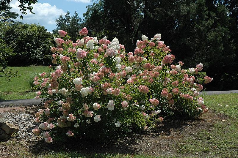 Hydrangea Paniculata Vanilla Strawberry - View 15 from www redcrocus com