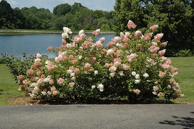Hydrangea Paniculata Vanilla Strawberry - View 17 from www redcrocus com