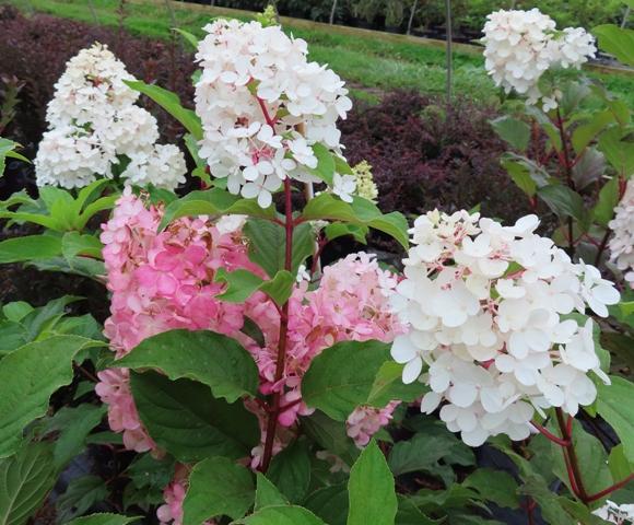 Hydrangea Paniculata Vanilla Strawberry - View 19 from www redcrocus com