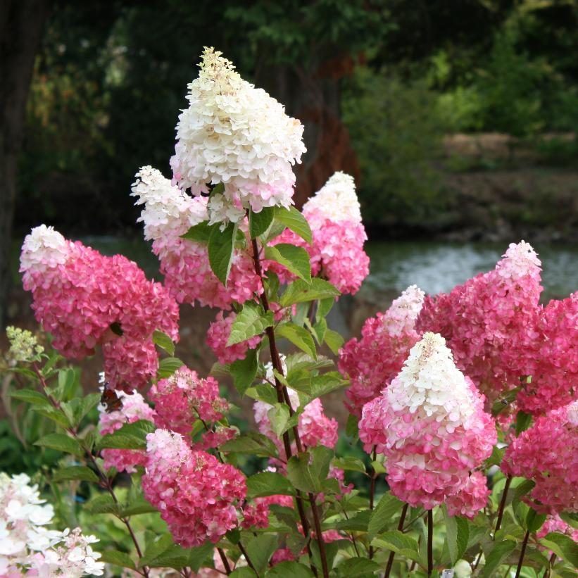 Hydrangea Paniculata Vanilla Strawberry - View 2 from www redcrocus com