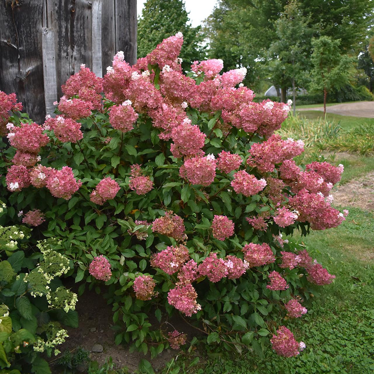 Hydrangea Paniculata Vanilla Strawberry - View 3 from www redcrocus com