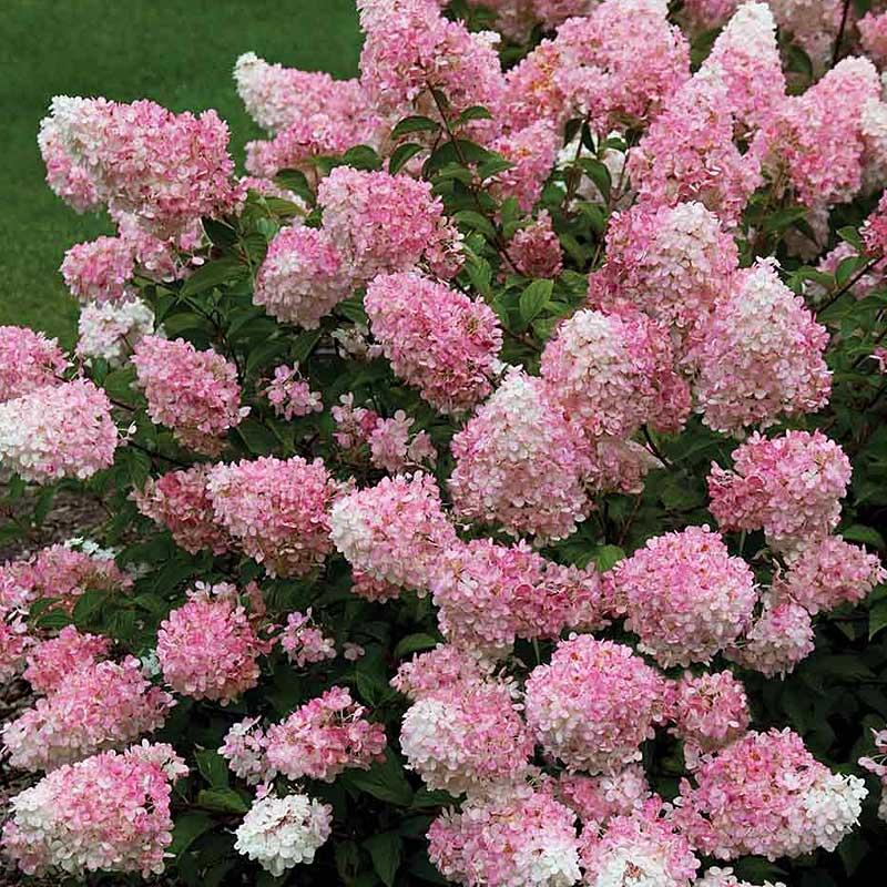 Hydrangea Paniculata Vanilla Strawberry - View 4 from www redcrocus com