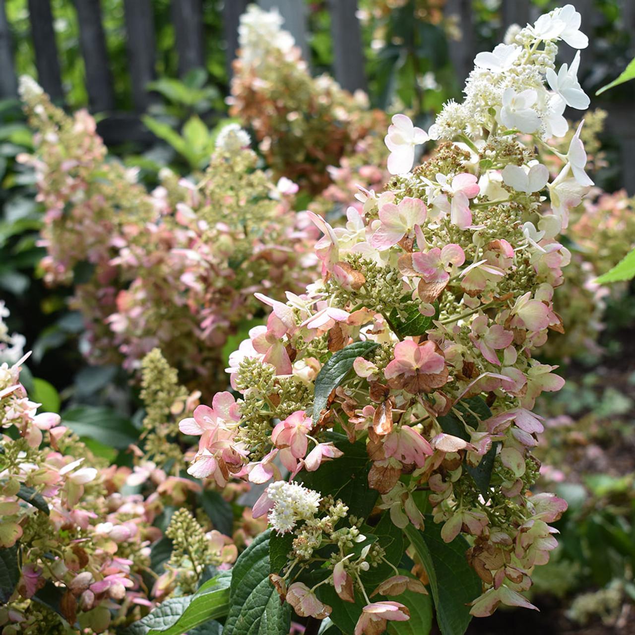 Hydrangea Paniculata Vanilla Strawberry - View 7 from www redcrocus com