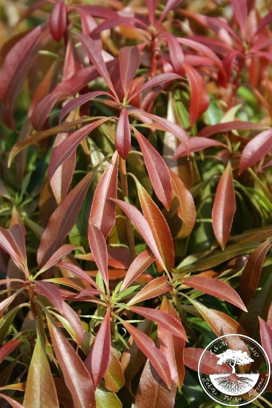Pieris Japonica Red Mill - View 10 from www redcrocus com