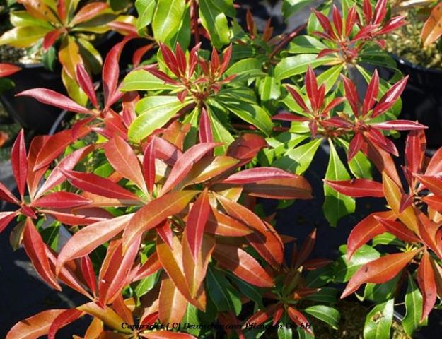 Pieris Japonica Red Mill - View 11 from www redcrocus com