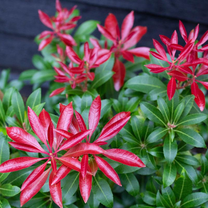 Pieris Japonica Red Mill - View 12 from www redcrocus com