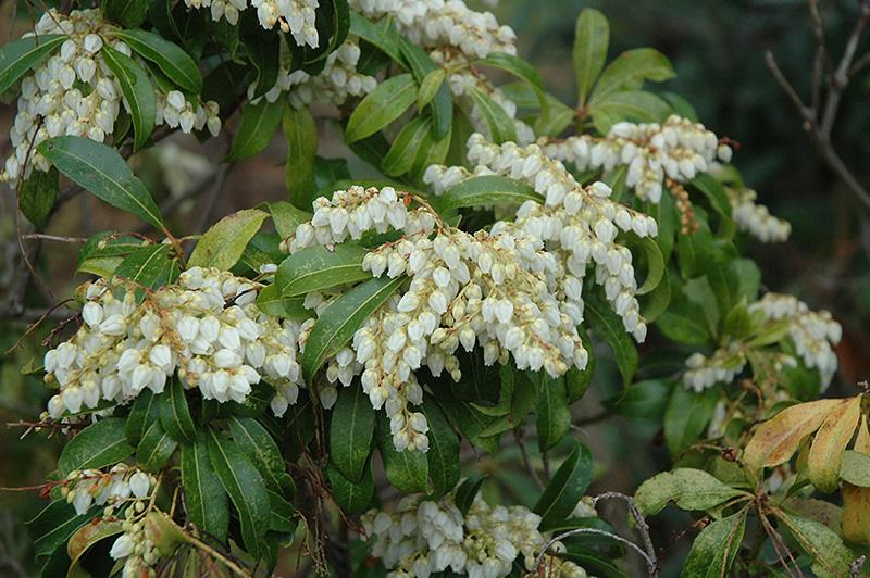 Pieris Japonica Red Mill - View 13 from www redcrocus com