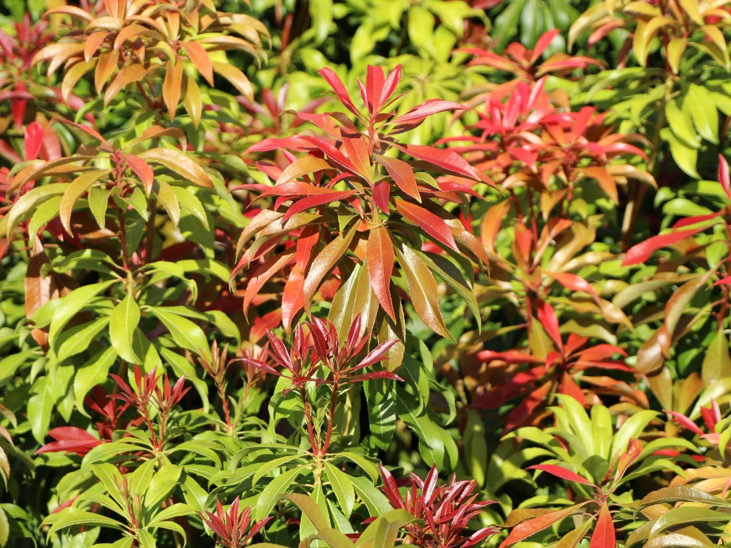 Pieris Japonica Red Mill - View 15 from www redcrocus com