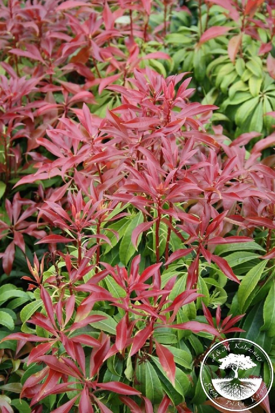 Pieris Japonica Red Mill - View 17 from www redcrocus com