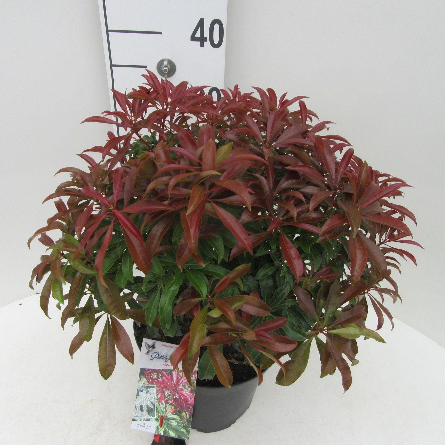 Pieris Japonica Red Mill - View 18 from www redcrocus com