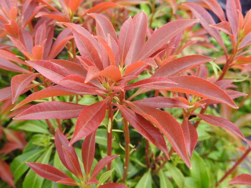 Pieris Japonica Red Mill - View 19 from www redcrocus com