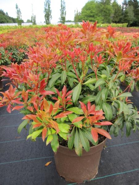 Pieris Japonica Red Mill - View 5 from www redcrocus com
