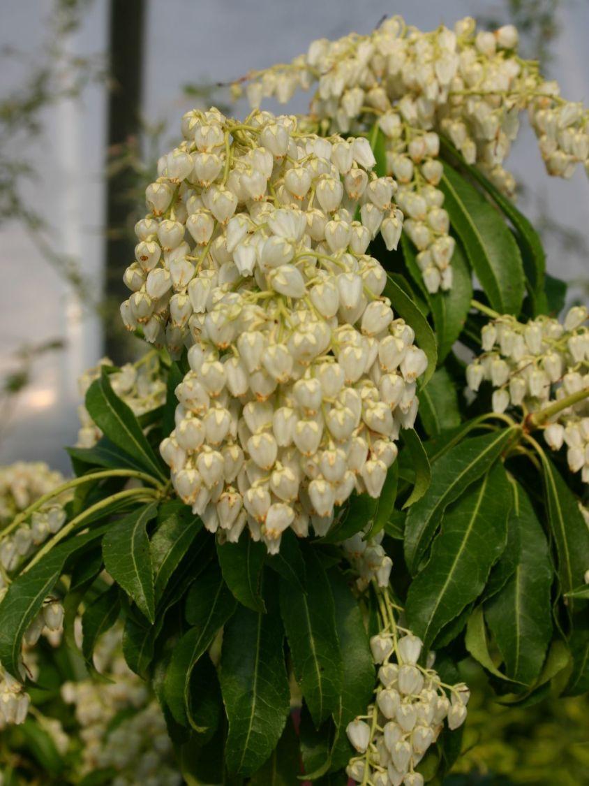 Pieris Japonica Red Mill - View 7 from www redcrocus com