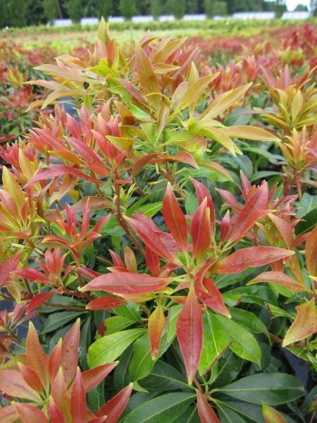 Pieris Japonica Red Mill - View 8 from www redcrocus com