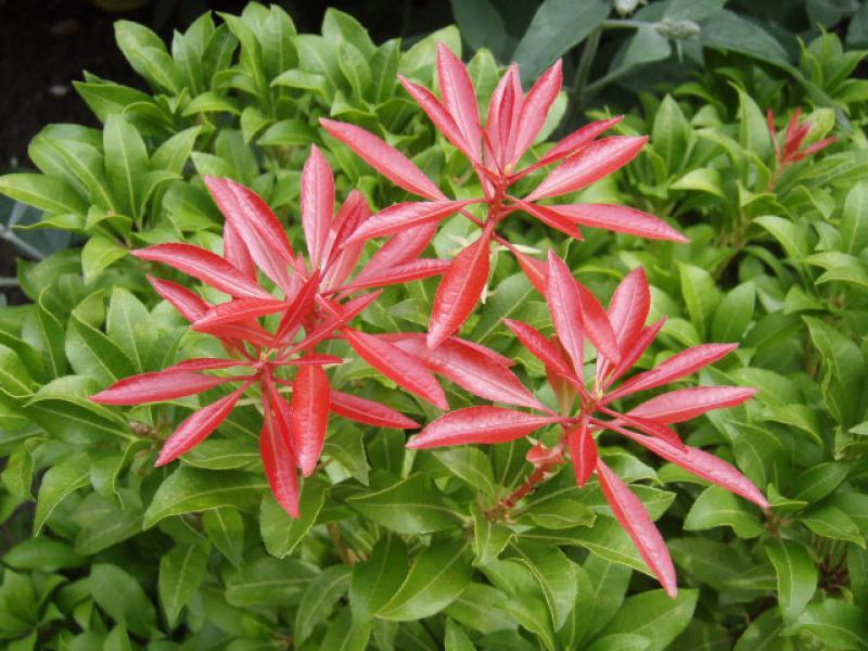 Pieris Japonica Red Mill - View 9 from www redcrocus com
