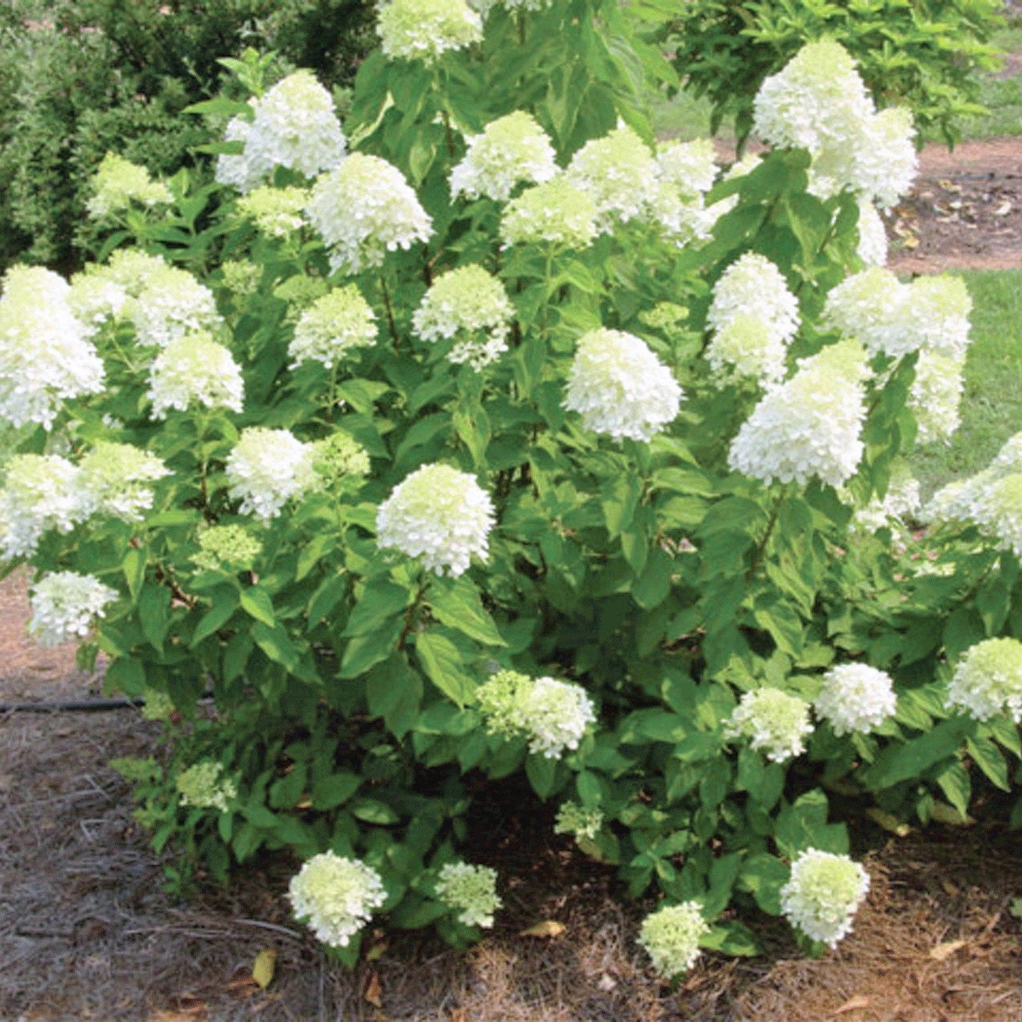 Hydrangea Paniculata Limelight Tree Form - View 12 from www redcrocus com