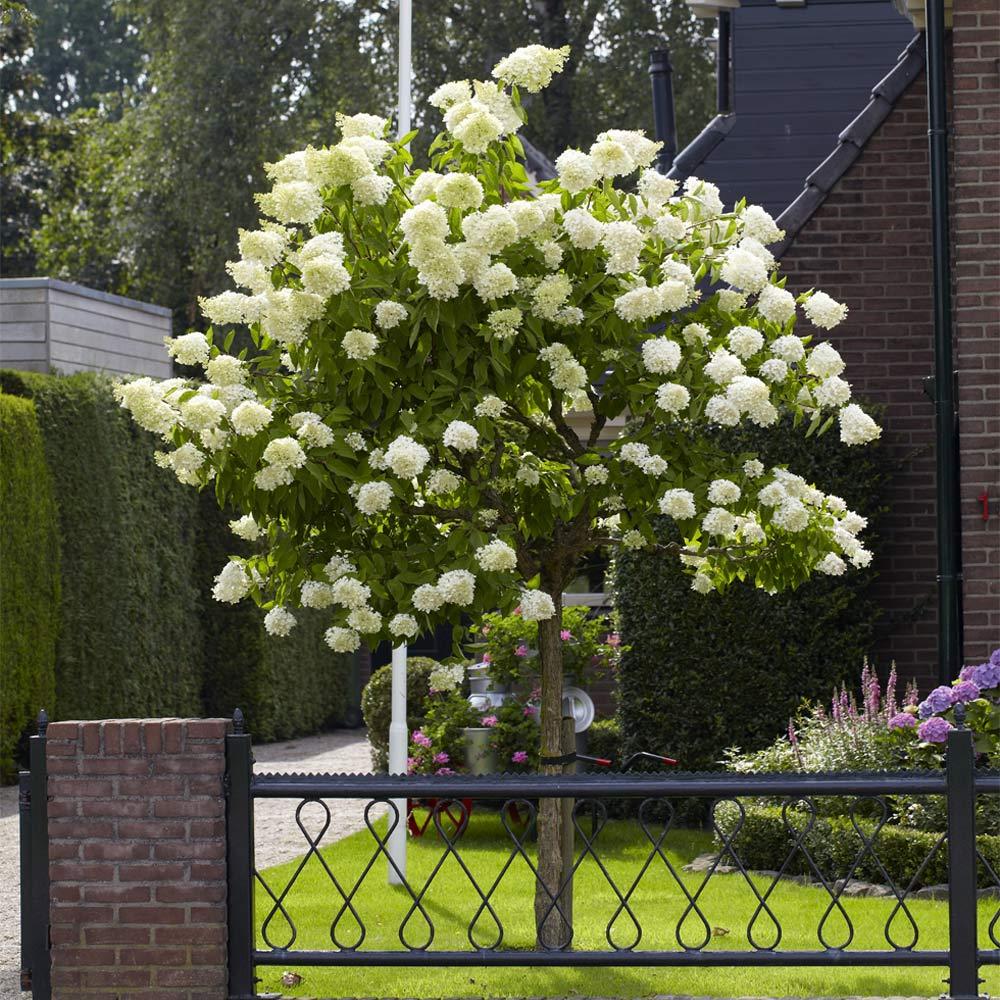 Hydrangea Paniculata Limelight Tree Form - View 13 from www redcrocus com