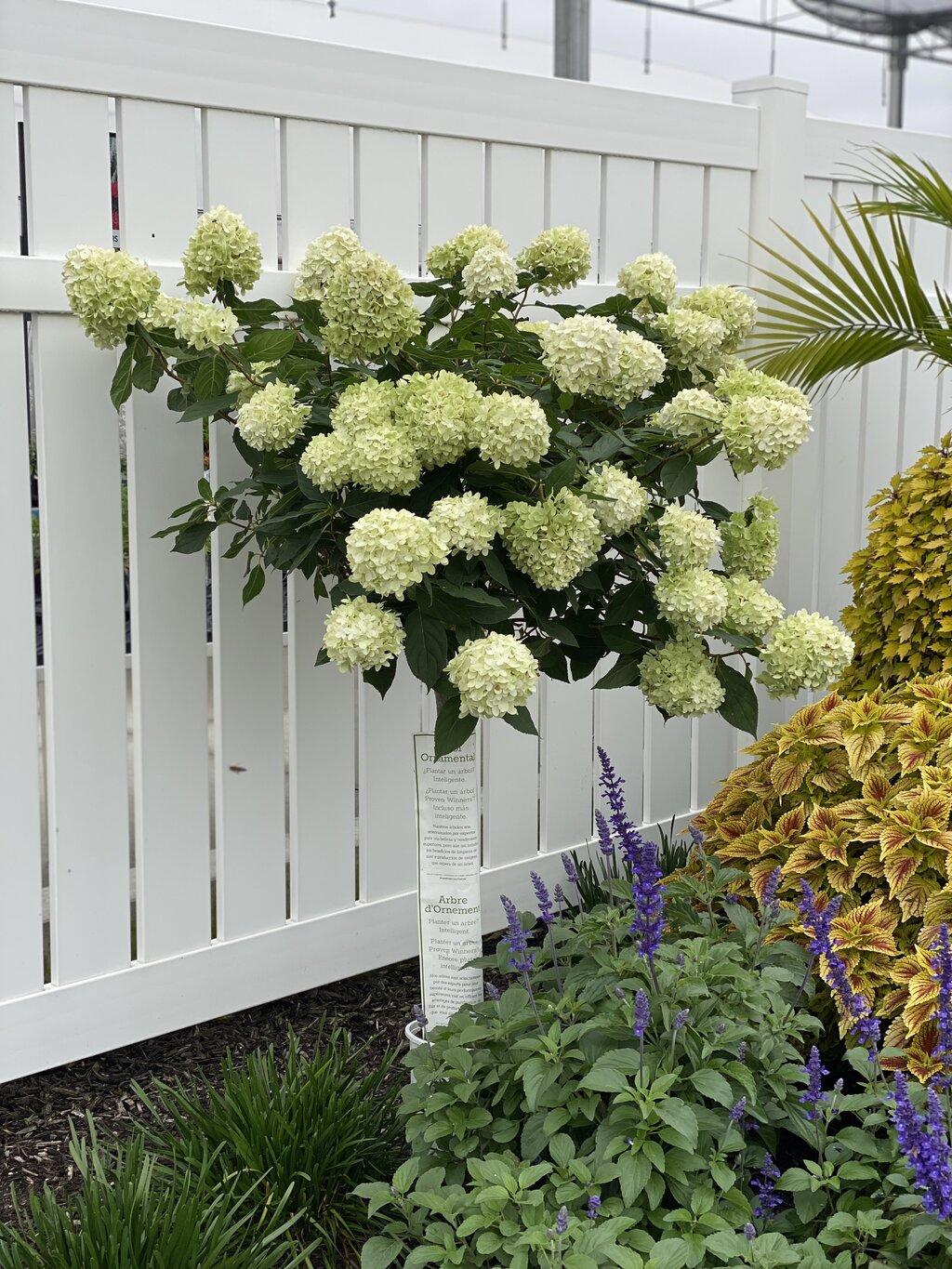 Hydrangea Paniculata Limelight Tree Form - View 14 from www redcrocus com
