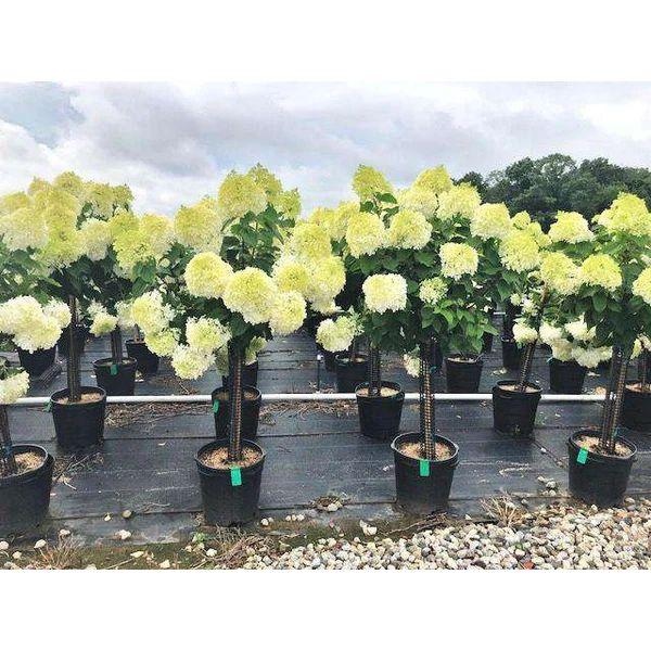 Hydrangea Paniculata Limelight Tree Form - View 17 from www redcrocus com