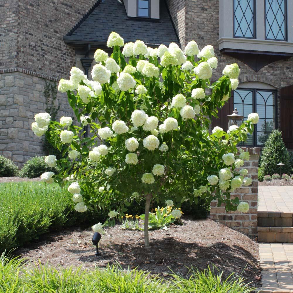 Hydrangea Paniculata Limelight Tree Form - View 18 from www redcrocus com
