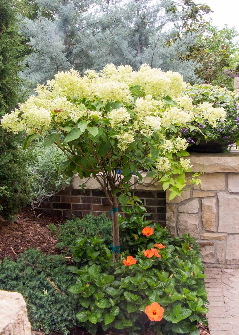 Hydrangea Paniculata Limelight Tree Form - View 19 from www redcrocus com