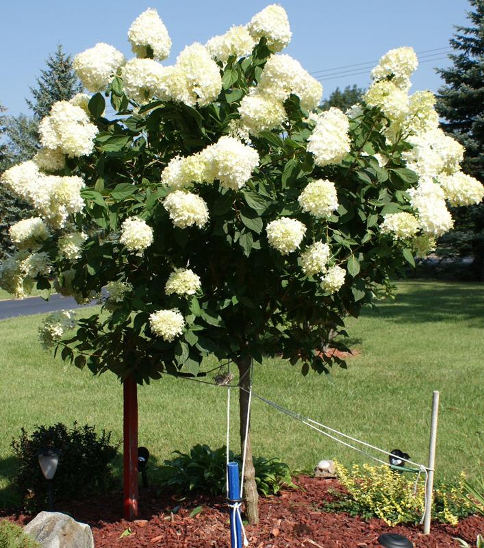Hydrangea Paniculata Limelight Tree Form - View 20 from www redcrocus com