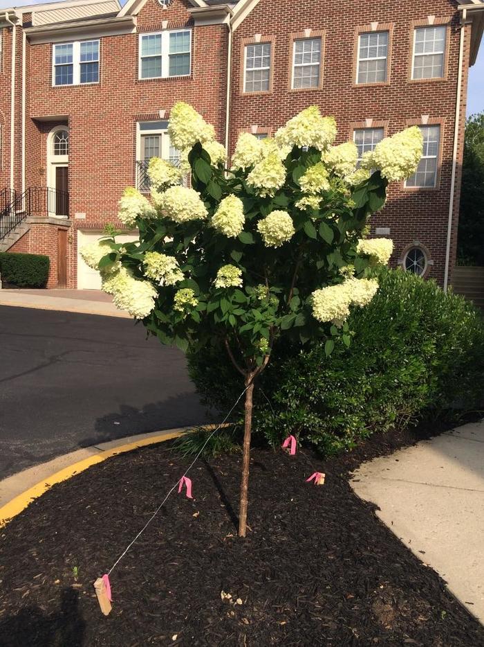 Hydrangea Paniculata Limelight Tree Form - View 2 from www redcrocus com