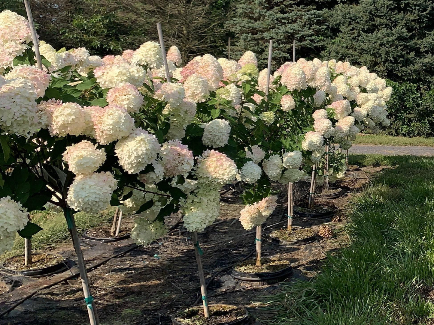 Hydrangea Paniculata Limelight Tree Form - View 3 from www redcrocus com