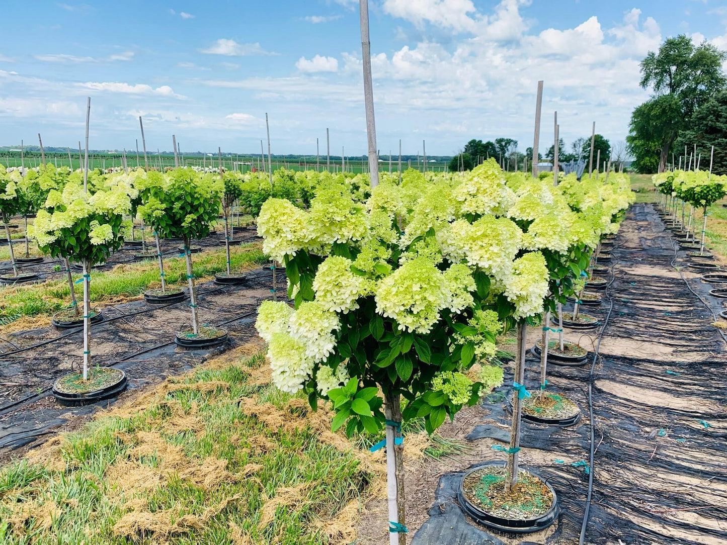 Hydrangea Paniculata Limelight Tree Form - View 4 from www redcrocus com