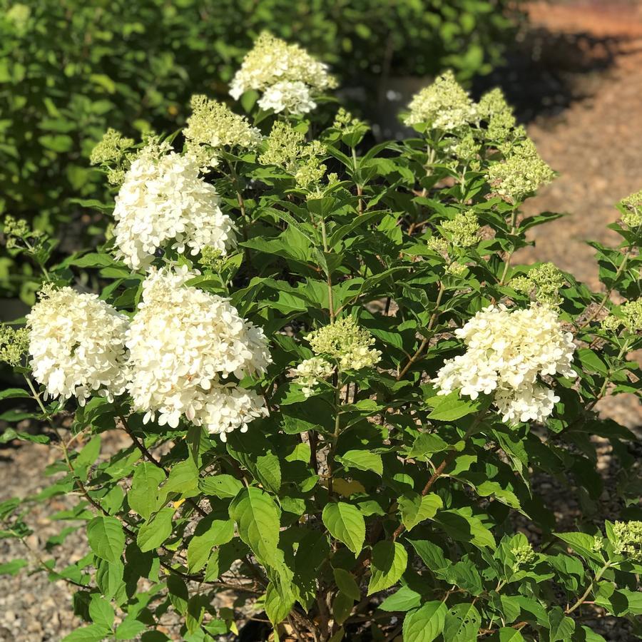 Hydrangea Paniculata Limelight Tree Form - View 5 from www redcrocus com