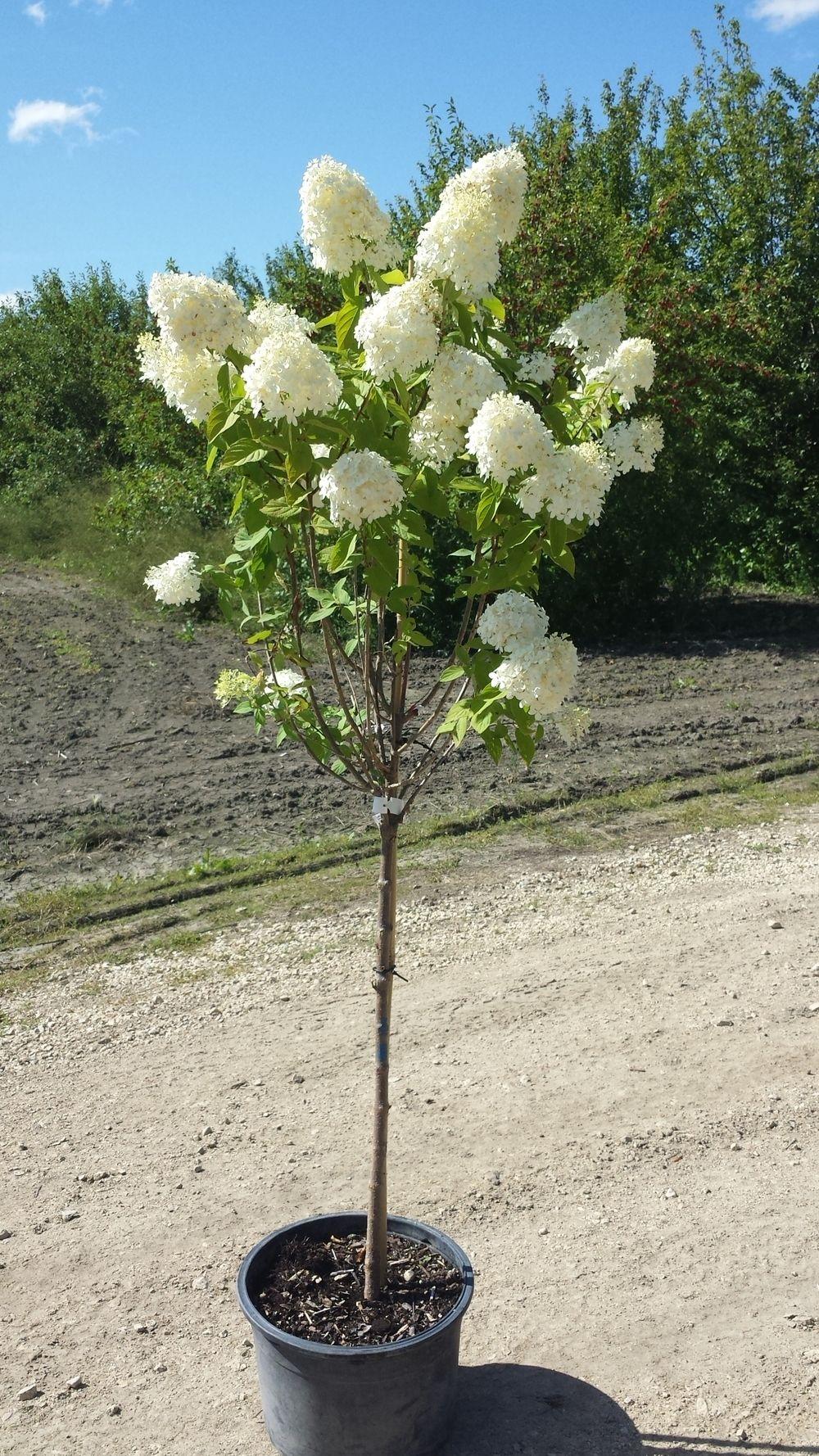Hydrangea Paniculata Limelight Tree Form - View 6 from www redcrocus com