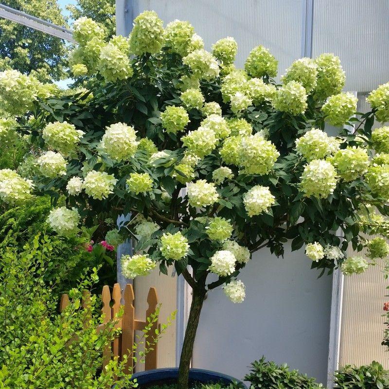 Hydrangea Paniculata Limelight Tree Form - View 8 from www redcrocus com