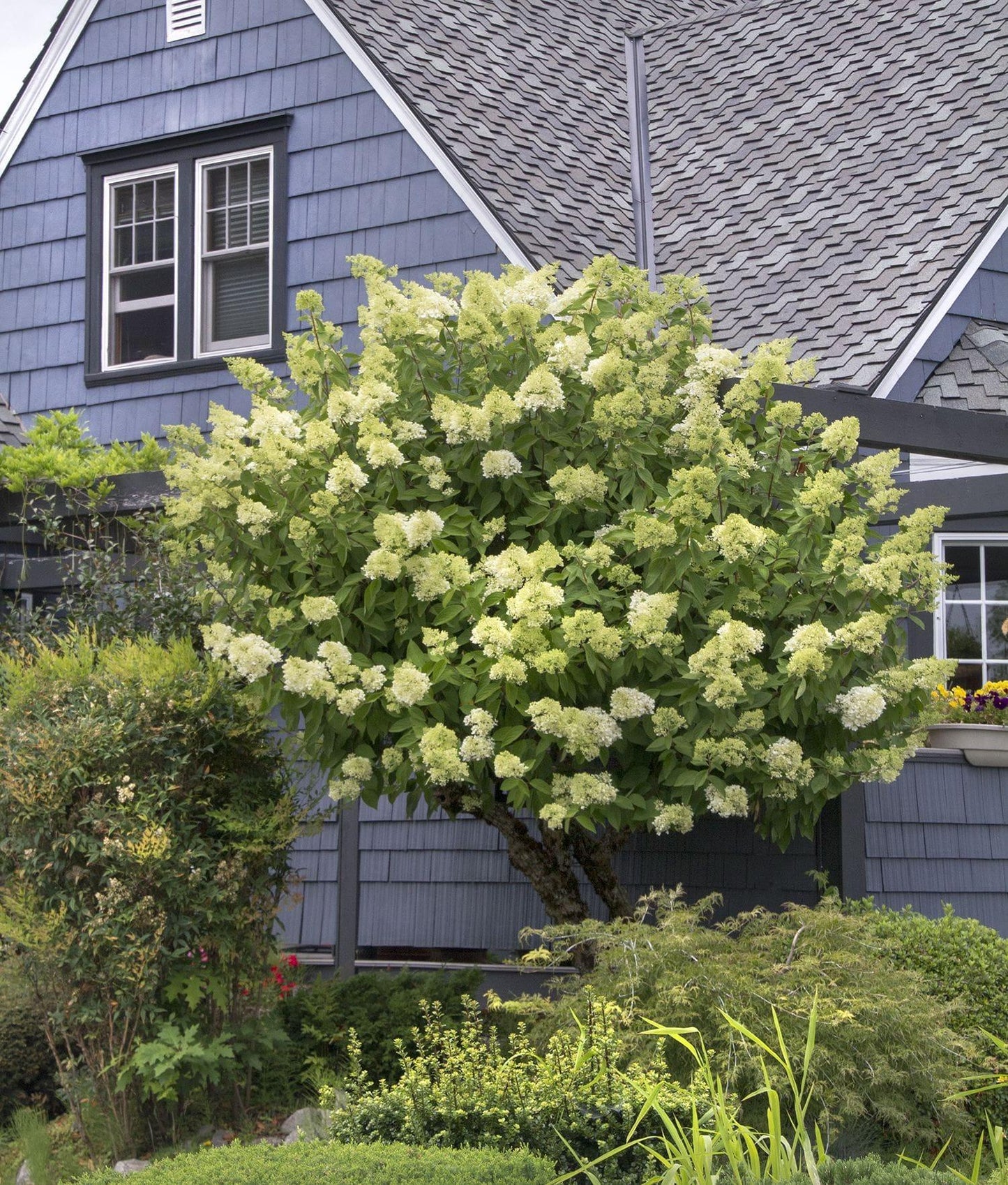 Hydrangea Paniculata Limelight Tree Form - View 9 from www redcrocus com