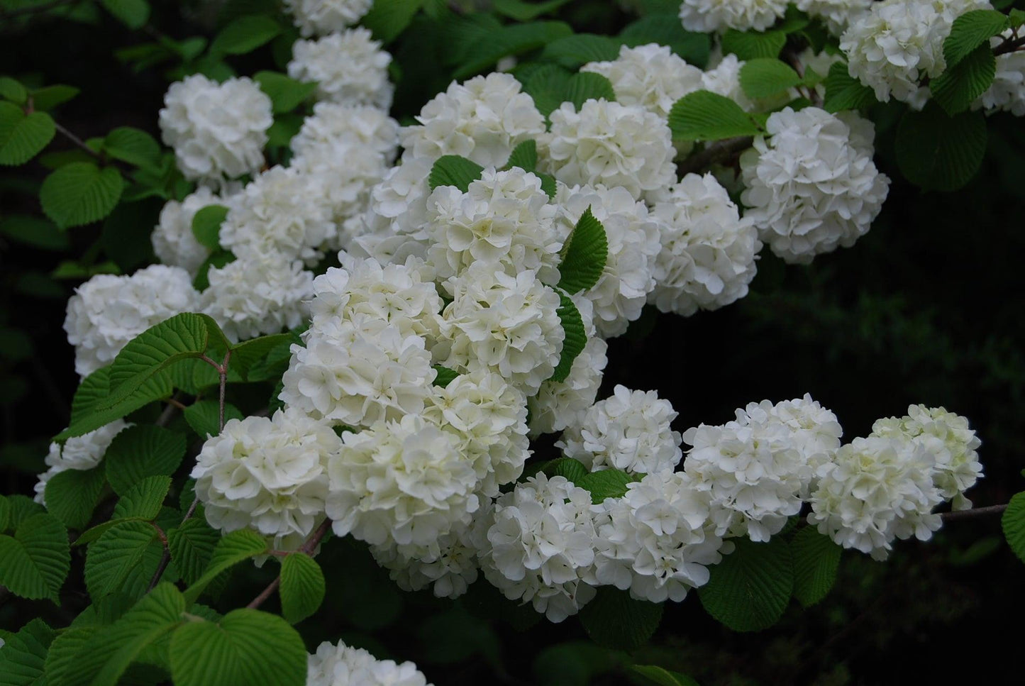 Viburnum Plicatum Var Tomentosum Popcorn - View 16 from www redcrocus com