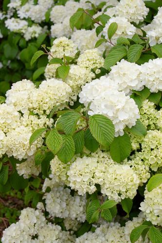 Viburnum Plicatum Var Tomentosum Popcorn - View 3 from www redcrocus com