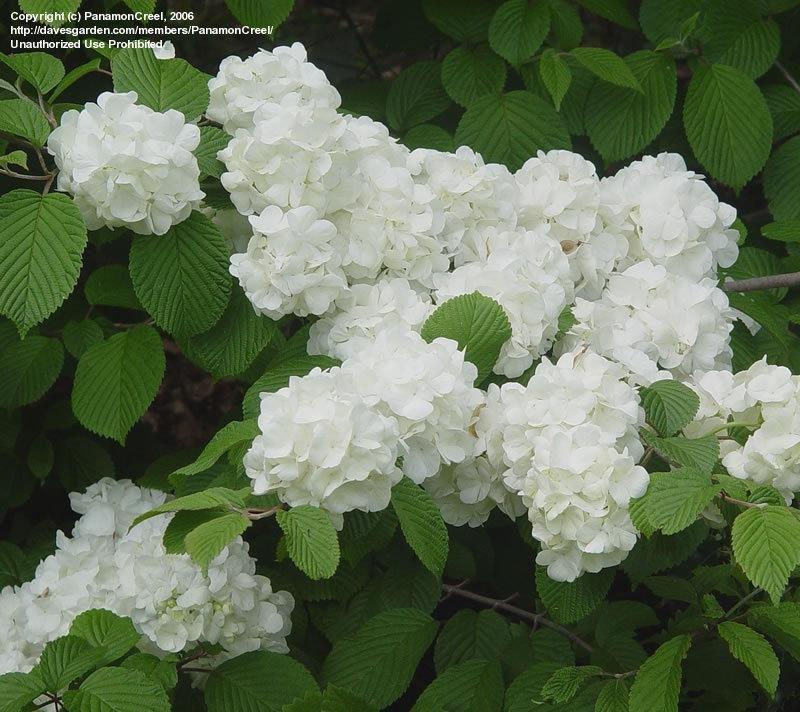 Viburnum Plicatum Var Tomentosum Popcorn - View 5 from www redcrocus com