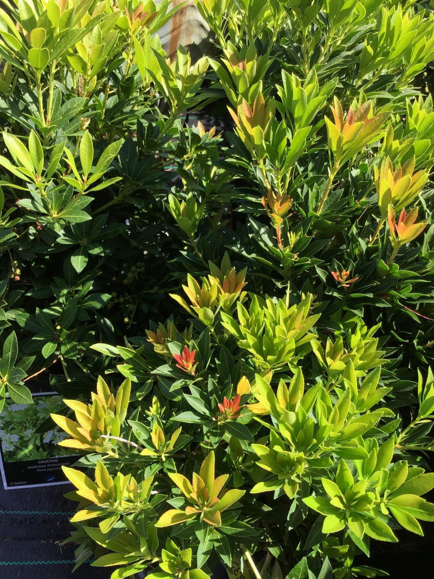 Pieris Japonica Cavatine - View 10 from www redcrocus com