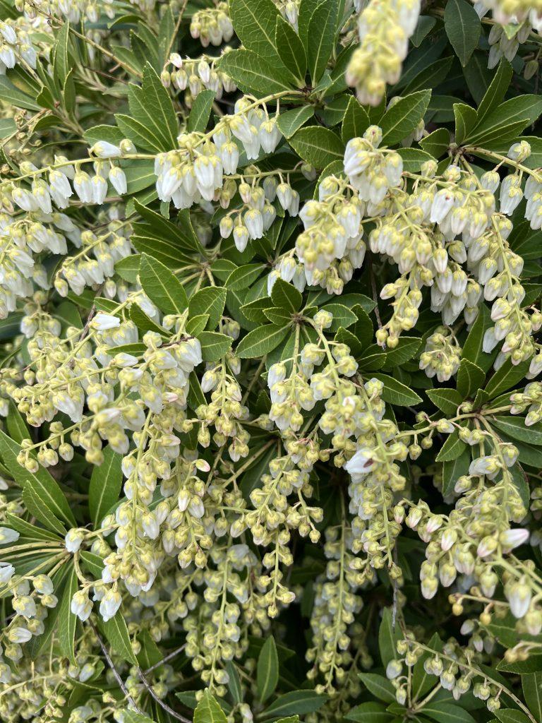 Pieris Japonica Cavatine - View 11 from www redcrocus com