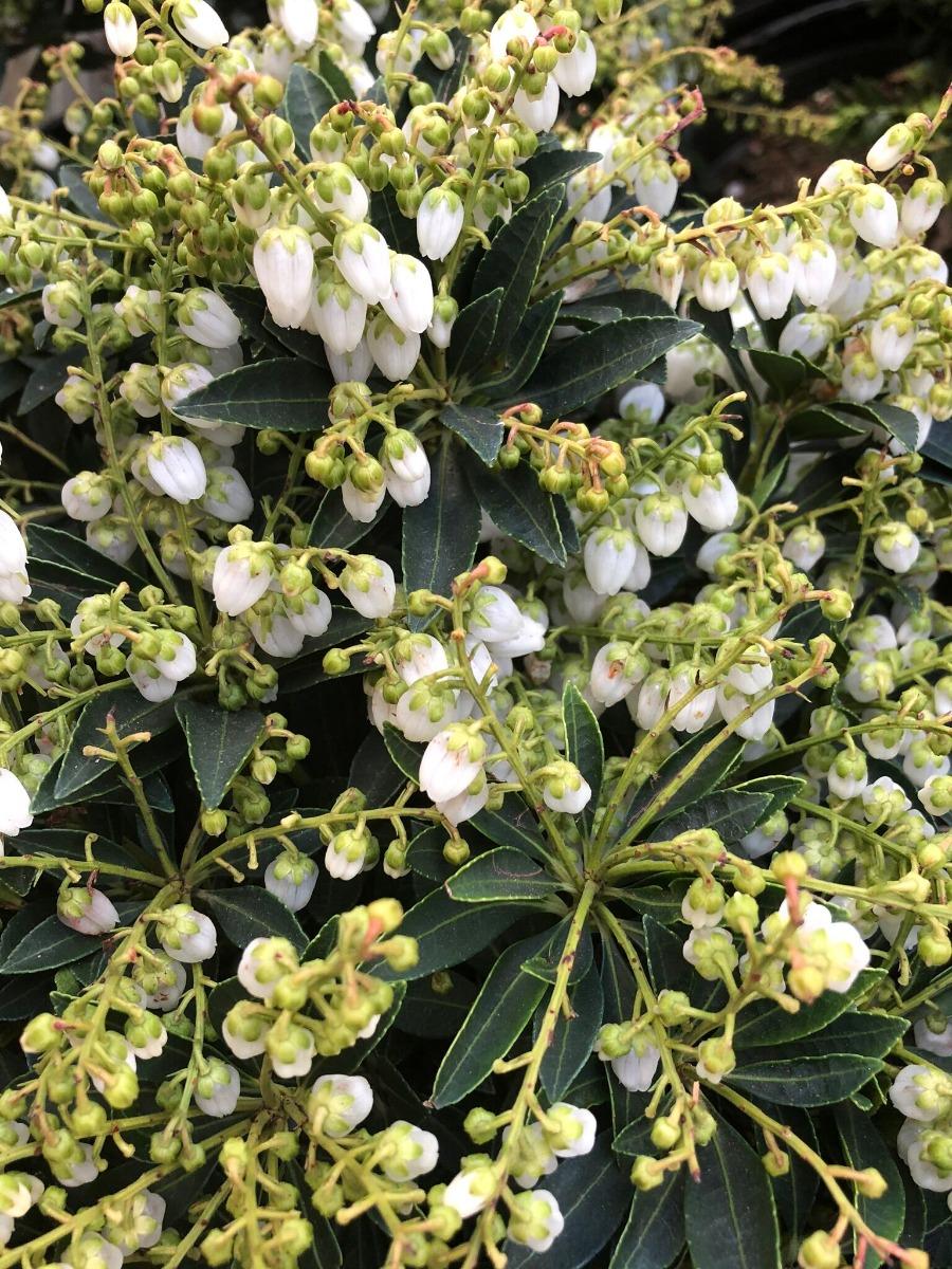 Pieris Japonica Cavatine - View 15 from www redcrocus com
