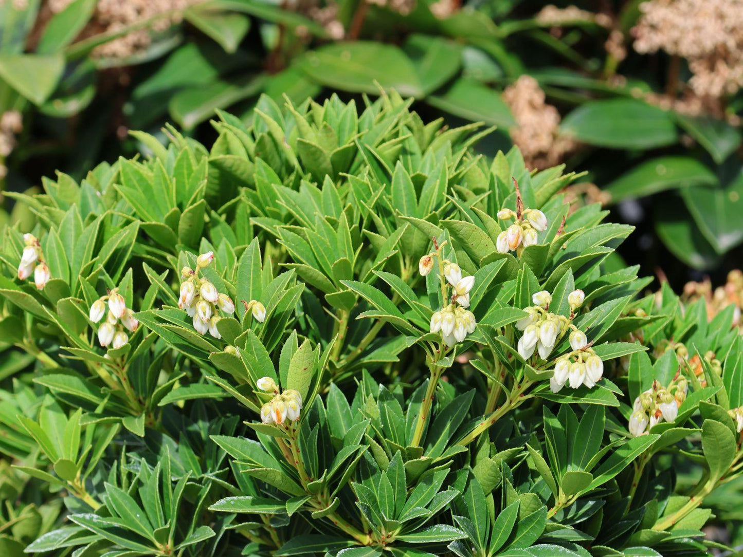 Pieris Japonica Cavatine - View 16 from www redcrocus com