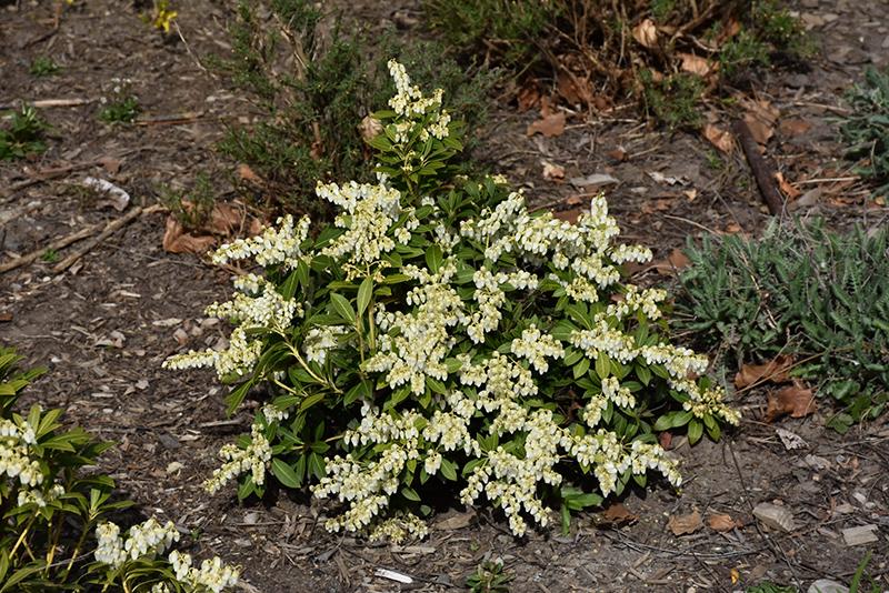 Pieris Japonica Cavatine - View 18 from www redcrocus com