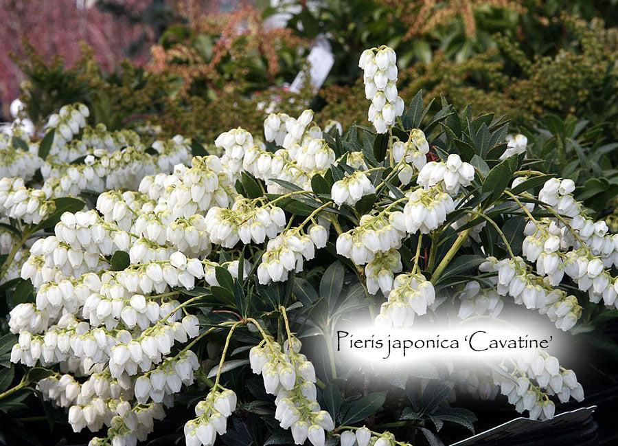Pieris Japonica Cavatine - View 19 from www redcrocus com