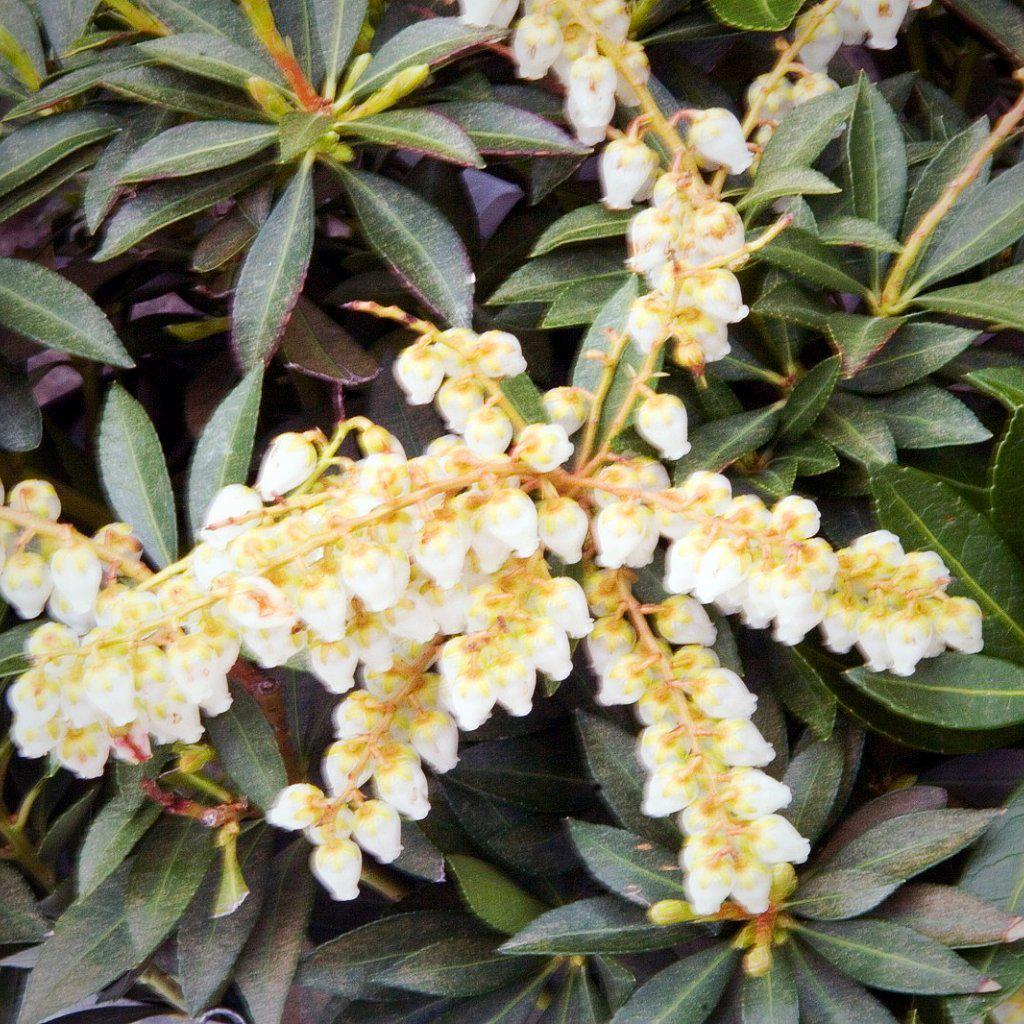 Pieris Japonica Cavatine - View 20 from www redcrocus com